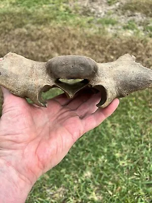 Florida Fossil Big Tapir Sacrum Bone • $40