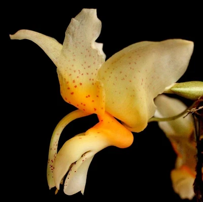 $25 • Buy Orchid Species Stanhopea Saccata