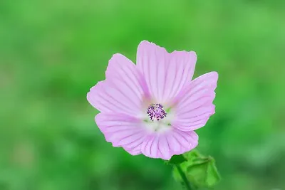 Musk Mallow Malva Moschata 250 To 500 UK Wildflower Edible Hardy Perennial • £1.85