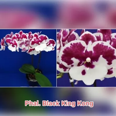 $20 • Buy Phalaenopsis Black King Kong