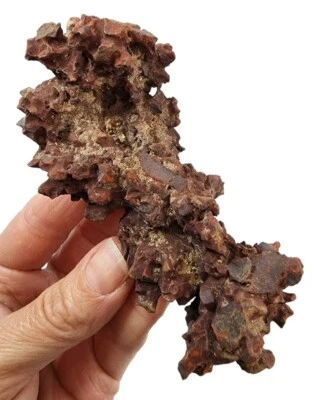 $9.99 • Buy Prehistoric Turtle Dung Coprolite Fossil Poop 136 Grams