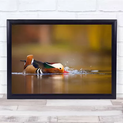 Mandarin Duck Drinking Water From Lake Wall Art Print • £9.99