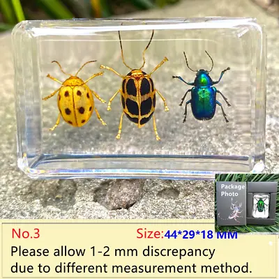 Mini Insect In Resin Specimen Paperweight Cockchafer Beetle Wasp Collection Gift • £12.48
