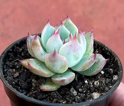 Echeveria Chihuahuaensis Succulent • $6.95