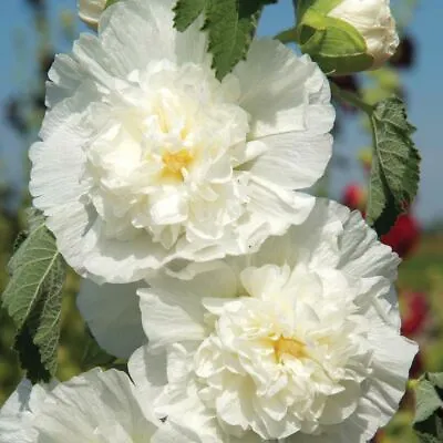 Hollyhock Chaters White 110 Seeds Perennial Flower • £2.39