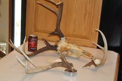 Whitetail Deer Mount Sheds Taxidermy Horn Antler Skull Log Cabin Wall Decor Mule • $140