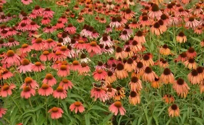 30 Paul Scarlet Red Cone Flower Echinacea Seeds Hardy Perennial Plant • £4.49