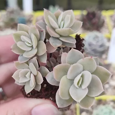 £8 • Buy Rare Echeveria Silk Veil Succulent Plant