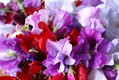 £2.99 • Buy Flower - Sweet Pea Royal Family Mix - 45 Premium Quality Seeds - 1st Class Post