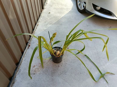 $45 • Buy Cymbidium Intense GoldxHarbour City XMaryGreen Valencia X Satisfaction Golden