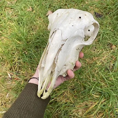 Sheep Skull Animal Skulls Bone Bones Taxidermy Oddities Craft Altar  • £25