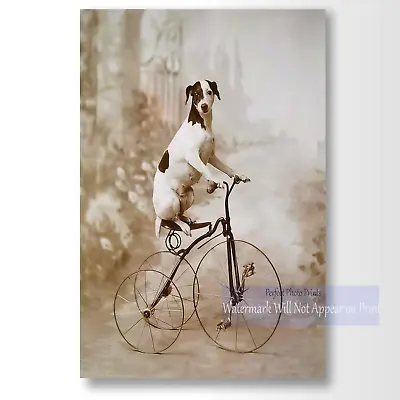 Antique Studio Photo Of Whimsical Dog On Tricycle Vintage Photo Print • $4.95