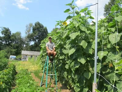 35+SKYSCRAPER SUNFLOWER Seeds 15ft+Tall Giant Mammoth Native Wildflower Easy Fun • $3