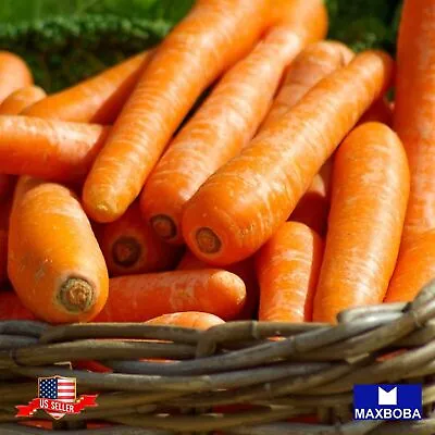 1000+ Carrot Seeds - Tendersweet Non-GMO Heirloom Vegetable Garden BOGO 50% OFF • $2.99