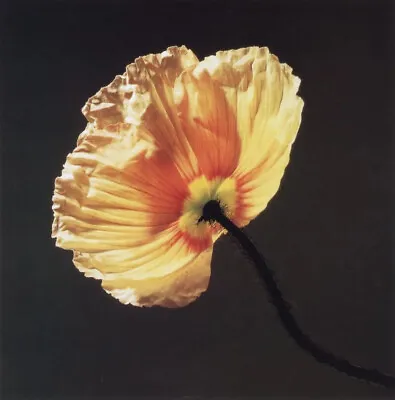 Robert Mapplethorpe - Poppy 1988 • $784.35