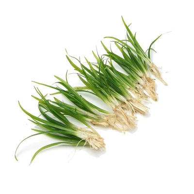 £2.45 • Buy Sagittaria Subulata Grass Live Aquarium Aquatic Plant Tropical Fish Tank Water