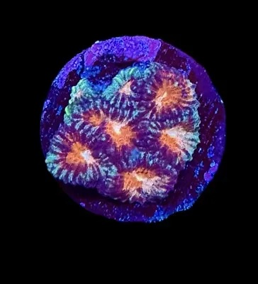 Blueberries & Cream Favia Coral Frag - WYSIWYG Corals - Combined Shipping! • $19.99