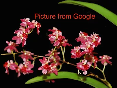 Orchid Oncidium Twinkle ‘Red Fantasy’ Fragrant Flower- In Spike • $25