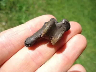 Matched Raccoon Astragalus & Calcaneum Ankle Bones Florida Fossils Tooth Skull @ • $15