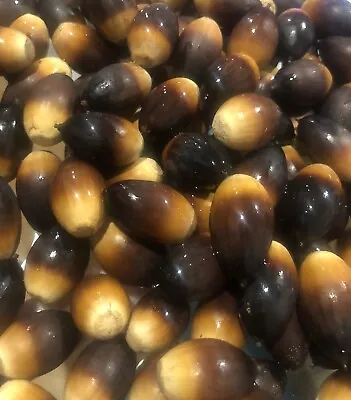 Southern Live Oak Acorns Zone 9b  • $8.99