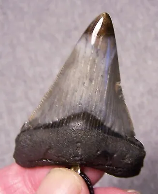 Megalodon Shark Tooth Necklace 2 3/8  Fossil Teeth Pendant Jaw Megalodon GEM • $59