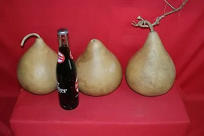 $10 • Buy 3 -  6  Second Quality Martin Gourds (washed And Dried )