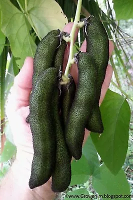 Velvet Bean (Mucuna Pruriens) Itchless Cultivar Seeds • $12.99