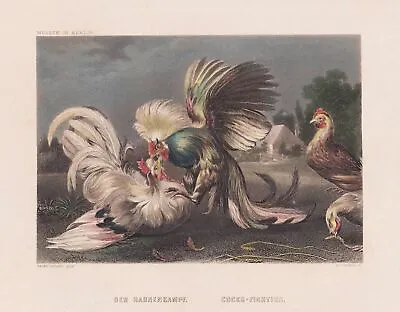 The Cockfight Cocks-Fighting Chickens Steel Engraving Snyders 1850 • £9.73