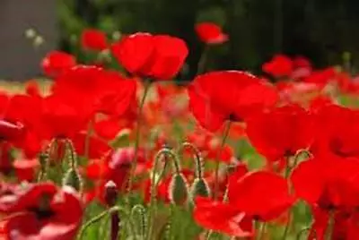 Red Poppy 100+ Seeds Worlds Most Popular Flower Stunning Red Poppies • $3.19