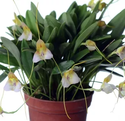 Masdevallia Cylix Miniature Orchid Species Bloom Size • $34.99
