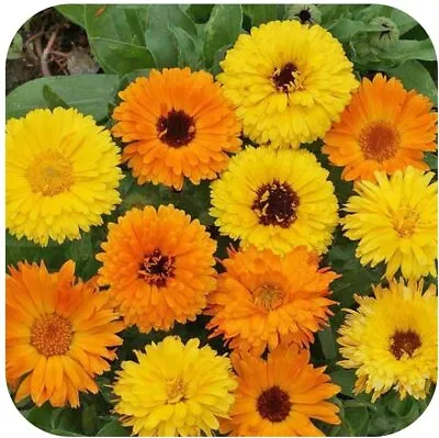 Calendula Officinalis 'Calypso Mixed' Mini Plug Plants X 20 Orange And Yellow • £14.99