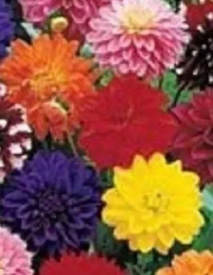 Dahlia Unwins Dwarf Mixed Colors 50 Seeds • $4.50