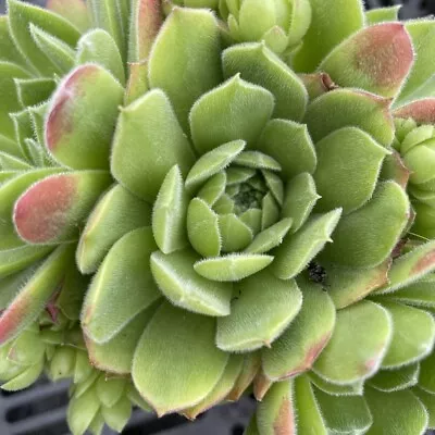 Sempervivum 'Grandifolium'  9cm Pot. • £3.99