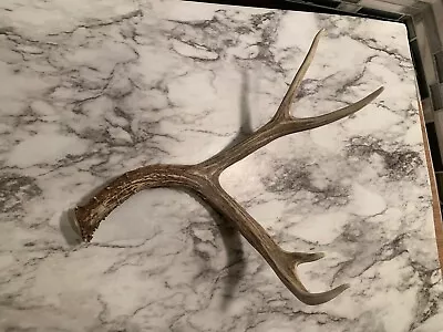 Naturally Shed Mule Deer Antler Single 4 Point Grade A 16” Long Found In Idaho • $30