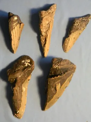 Megalodon Lot Of 5 Teeth No Restoration Fossil Sharks Tooth • $19.95