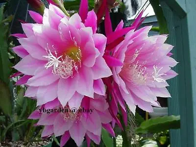 Epiphyllum Orchid Cactus ***Grace Ann*** 2 Cuttings   • $14.95