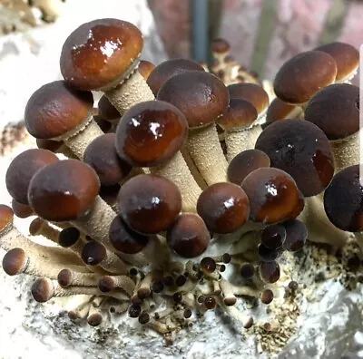 100+ Organic Pioppini Gourmet Mushroom Plugs For Log Inoculation  • $15