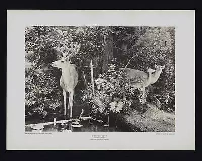 Photogravure Carl E. Akeley Virginia Deer Summer Group Taxidermy Sculpture • $6.99