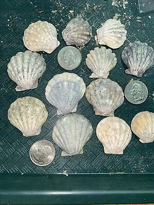 12 HAWAII HAWAIIAN SUNRISE SHELL Shells CoLoRs Sunriseshells UNCLEANED SPECIAL $ • $200