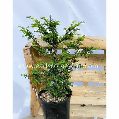5 Yew Trees In 2.5L Pots 30-45cm Tall (Taxus Baccata) • £45
