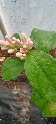 Meyer Lemon Tree In 2 Gallon Pot Blooming !! • $120