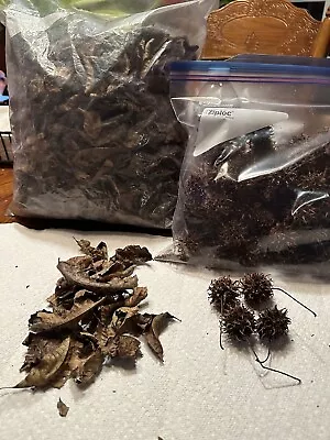 2 Gallon Stuffed Oak Leaves 1 Gallon 75 Sweet Gum Seed Pods For Isopods (Baked) • $35