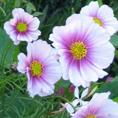 Flower Cosmos Bipinnatus Daydream 600 Flower Seeds • £2.49