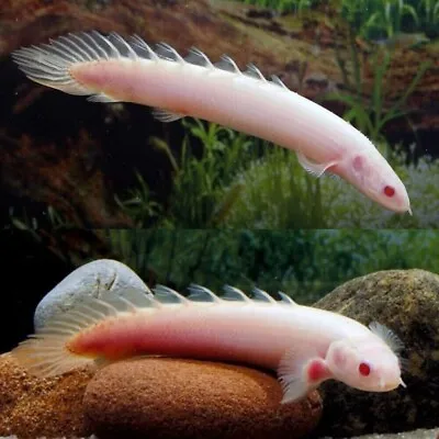 1 ALBINO SENEGAL BICHIR  JUVENILE LIVE FISH 3 Inch + FAST SHIPPING • $20.95