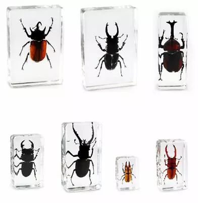 Office Paperweight Real Insect Beetle Specimens - Rhinocerous And Stag • £9.65