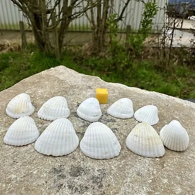 10 X White Cockle Seashells - Timeless Shell Display • £9