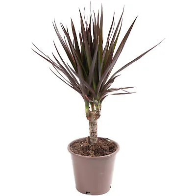 £11.99 • Buy Dragon Tree Large Indoor House Plant Real Evergreen Tall Exotic Big Rare Plants