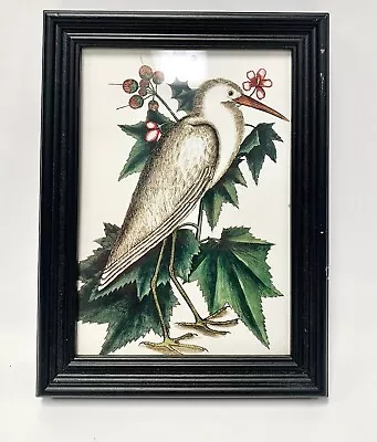 VTG Framed Print Lithograph The Little White Heron Natural History Of Carolina • $20