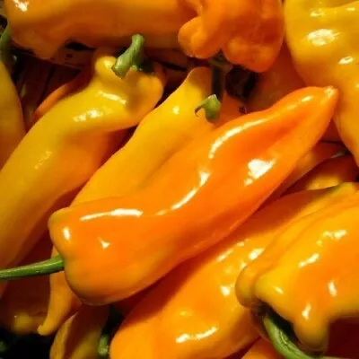 20 Fresh Sweet Golden Marconi Premium | NON-GMO | Pepper Seeds-B 30 • $2.79