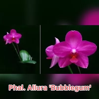 $23 • Buy Phalaenopsis Allura Bubblegum